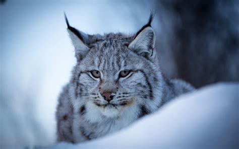 Lynx on Windows PC Download Free .